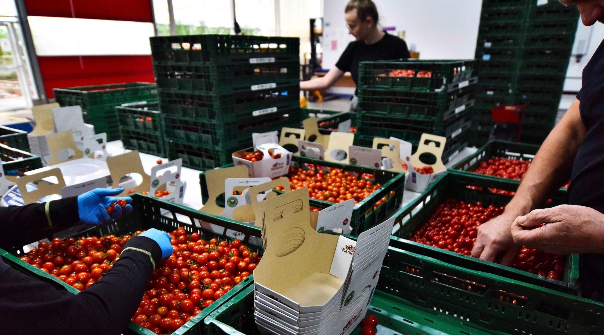 Terajšok.sk: Kúpili by ste rajčiny za 20 eur?